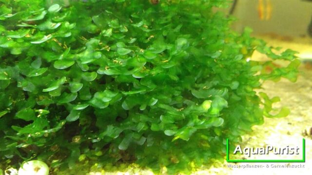 Süßwassertang (Lomariopsis cf. lineata)