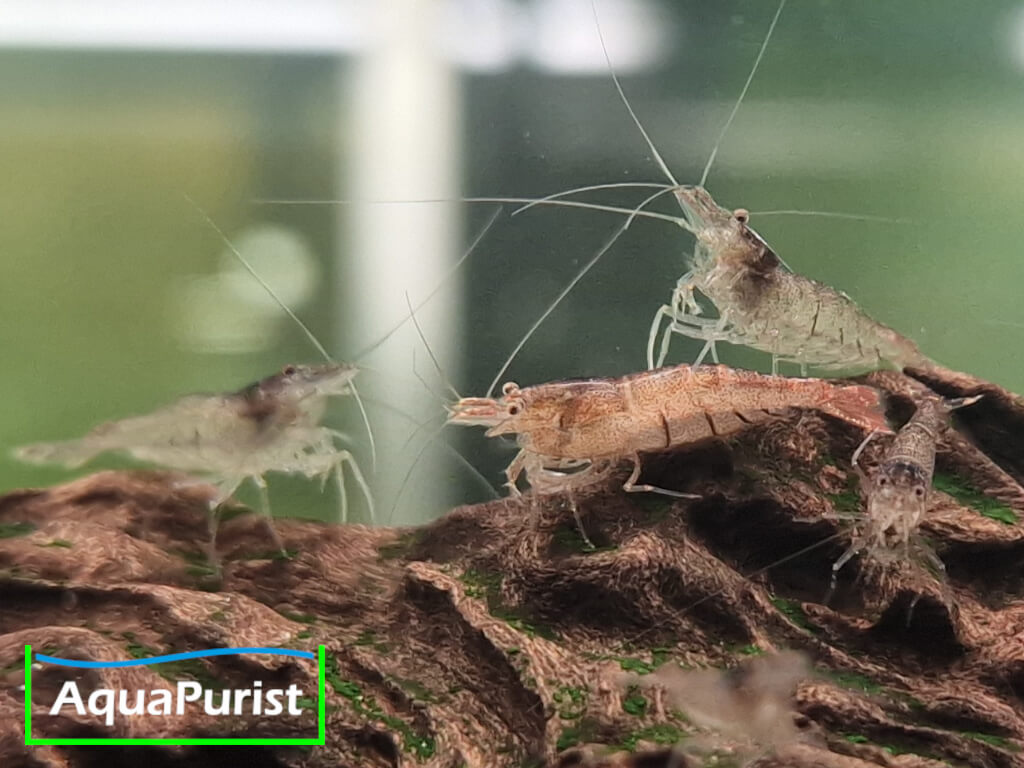 Sulawesi-Inlandsgarnele – Malawa Shrimp (Caridina pareparensis parvidentata)