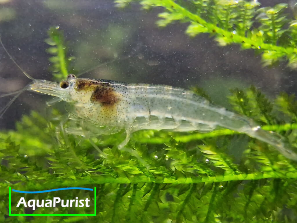 Sulawesi-Inlandsgarnele – Malawa Shrimp (Caridina pareparensis parvidentata)