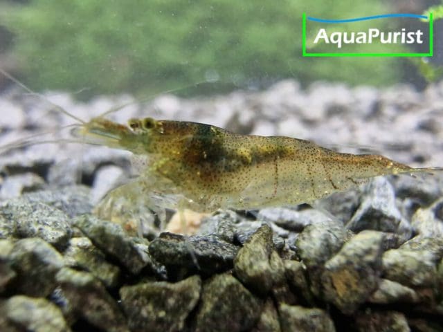 Sulawesi-Inlandsgarnele – Malawa Shrimp (Caridina pareparensis parvidentata)