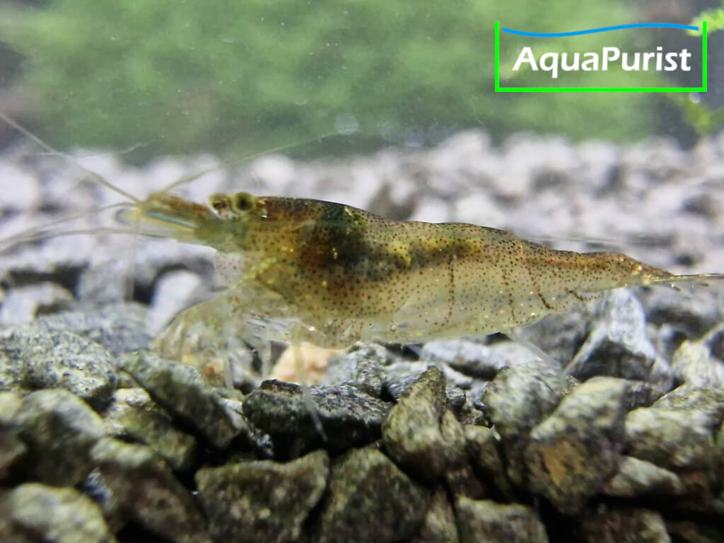 Sulawesi-Inlandsgarnele - Malawa Shrimp (Caridina pareparensis ...