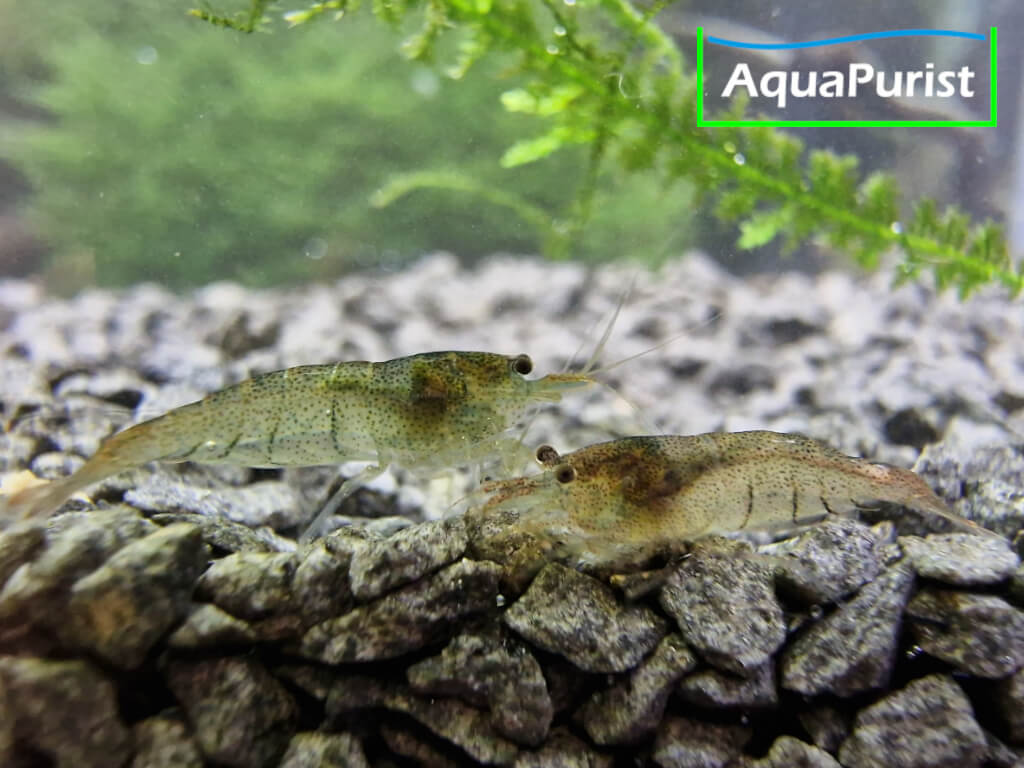 Sulawesi-Inlandsgarnele – Malawa Shrimp (Caridina pareparensis parvidentata)