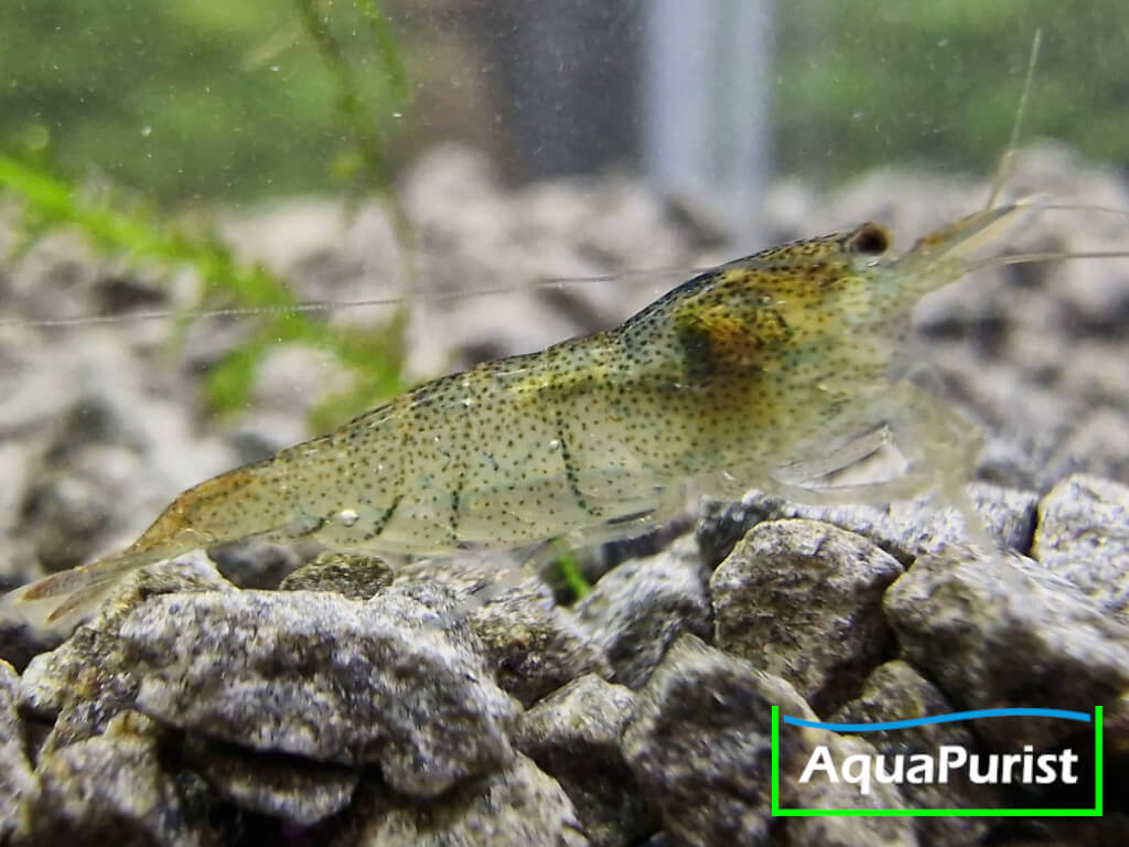 Sulawesi-Inlandsgarnele – Malawa Shrimp (Caridina pareparensis parvidentata)