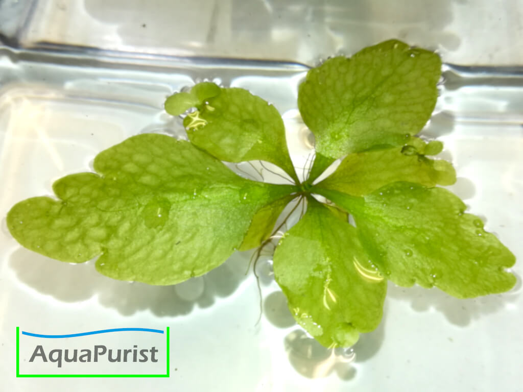 Sumatra Schwimmfarn (Ceratopteris thalictroides)