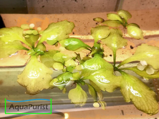 Sumatra Schwimmfarn (Ceratopteris thalictroides)