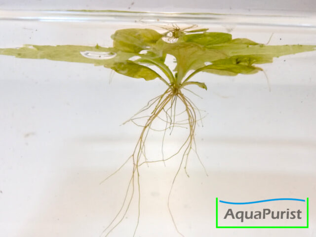 Sumatra Schwimmfarn (Ceratopteris thalictroides)