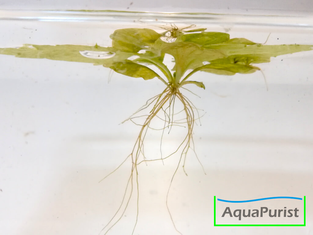 Sumatra Schwimmfarn (Ceratopteris thalictroides)