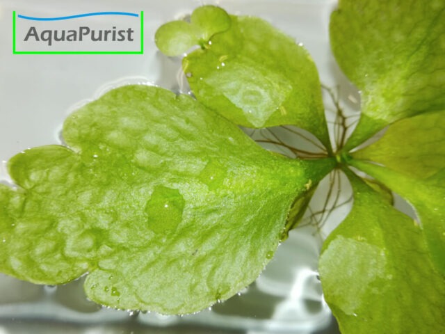 Sumatra Schwimmfarn (Ceratopteris thalictroides)