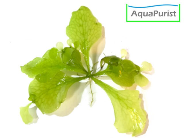 Sumatra Schwimmfarn (Ceratopteris thalictroides)
