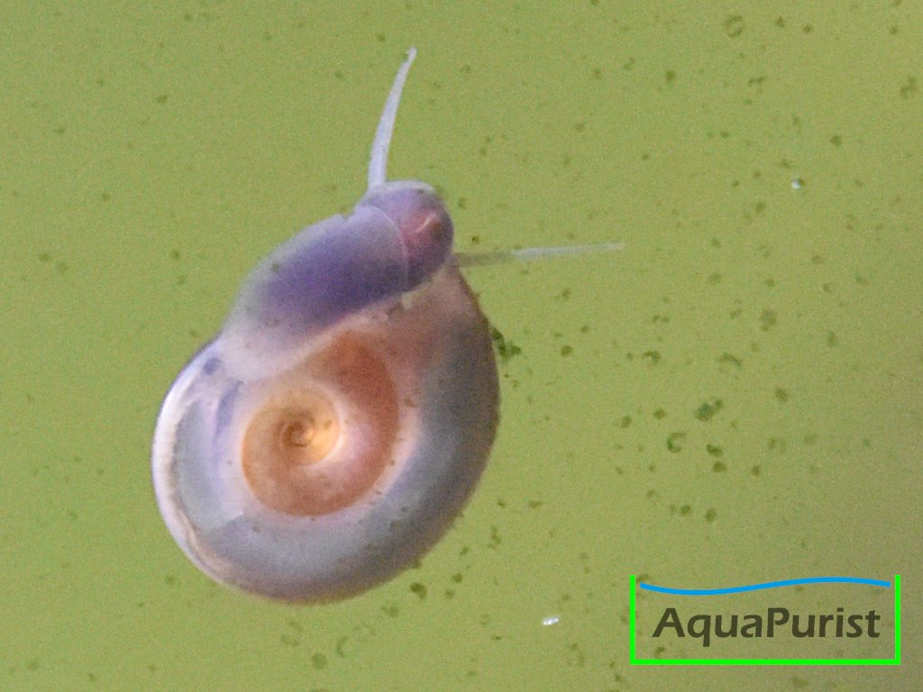 Gemeine Tellerschnecke (Planorbis carinatus) AquaPurist.de