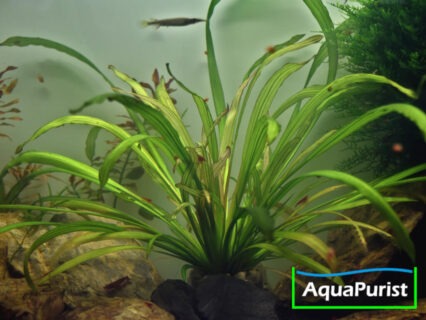Uruguay-Schwertpflanze (Echinodorus uruguayensis)