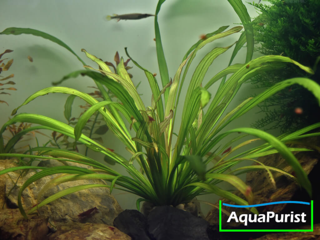 Uruguay-Schwertpflanze (Echinodorus uruguayensis)