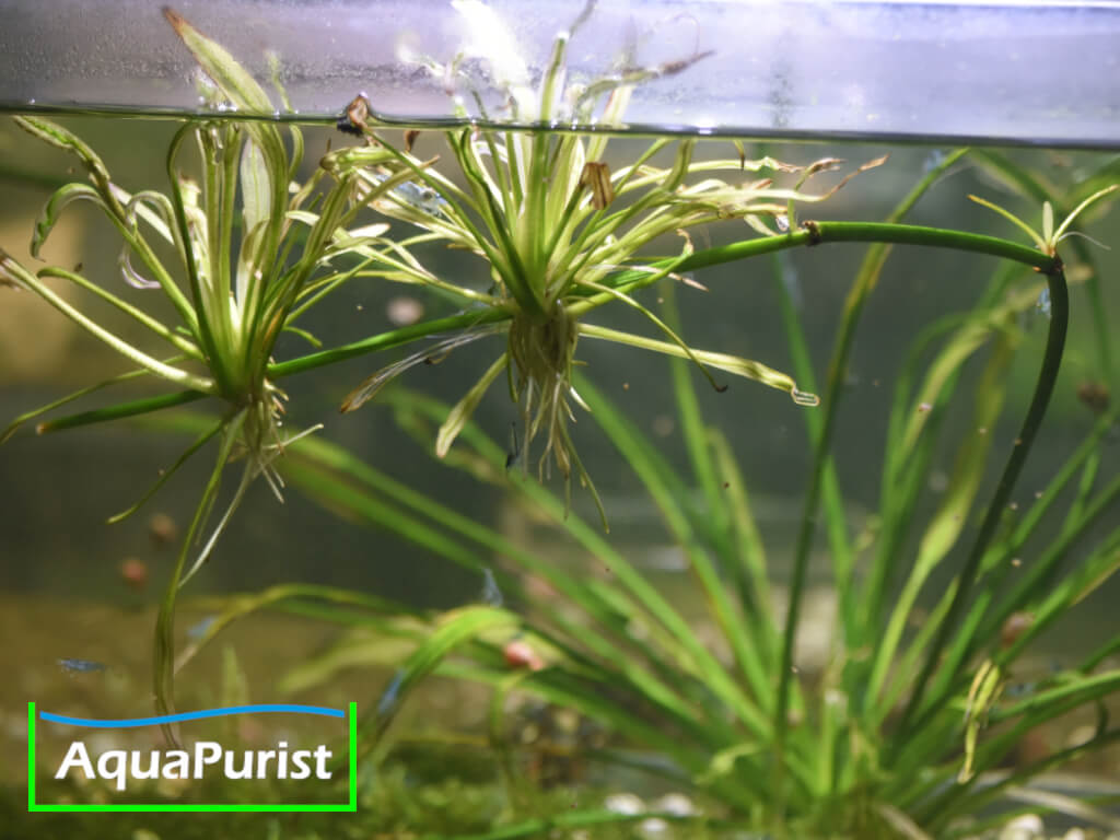 Uruguay-Schwertpflanze (Echinodorus uruguayensis)