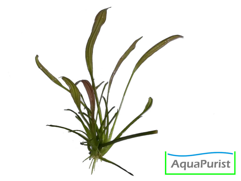 Uruguay-Schwertpflanze (Echinodorus uruguayensis)