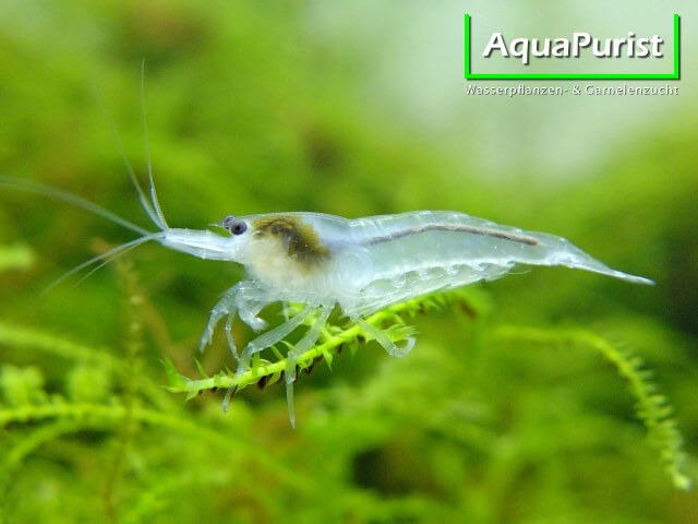 Weiße White-Pearl-Garnele im Aquarium