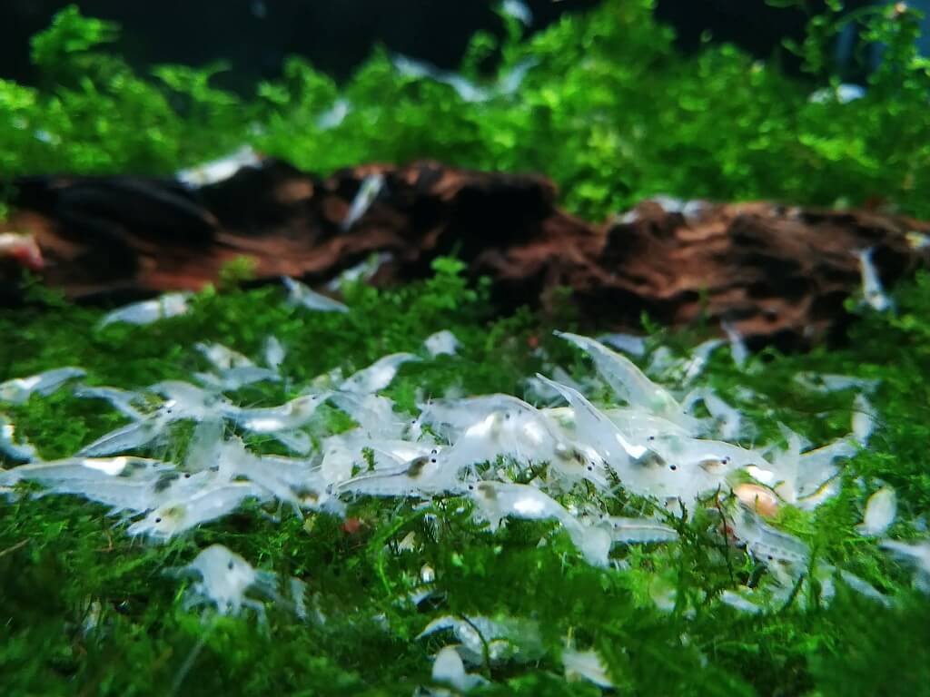 Gruppe weißer White-Pearl-Garnelen auf Moos