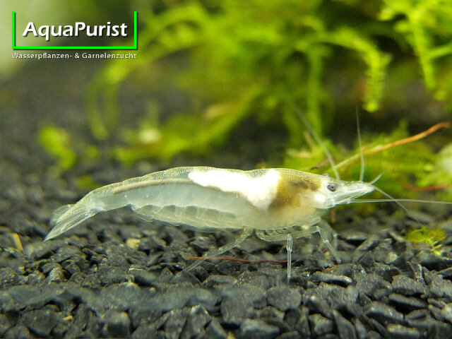 White Pearl Garnele (Neocaridina palmata var. white)