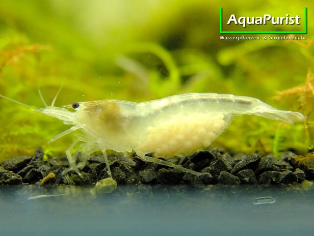 Weiße White-Pearl-Garnele im Aquarium