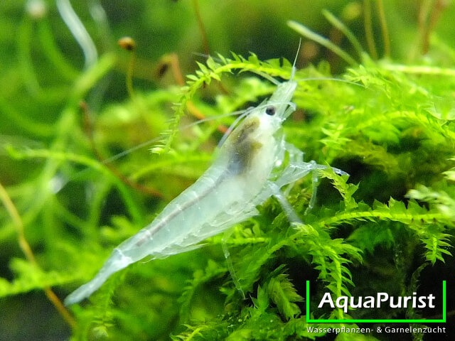 Weiße White-Pearl-Garnele im Aquarium