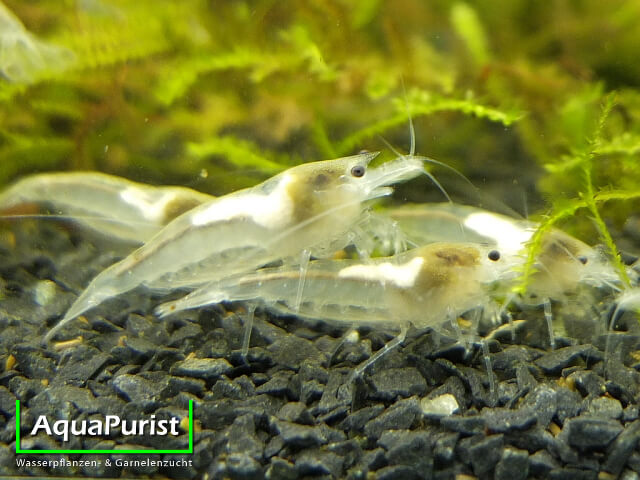 White-Pearl-Garnelen auf dem Aquarienboden