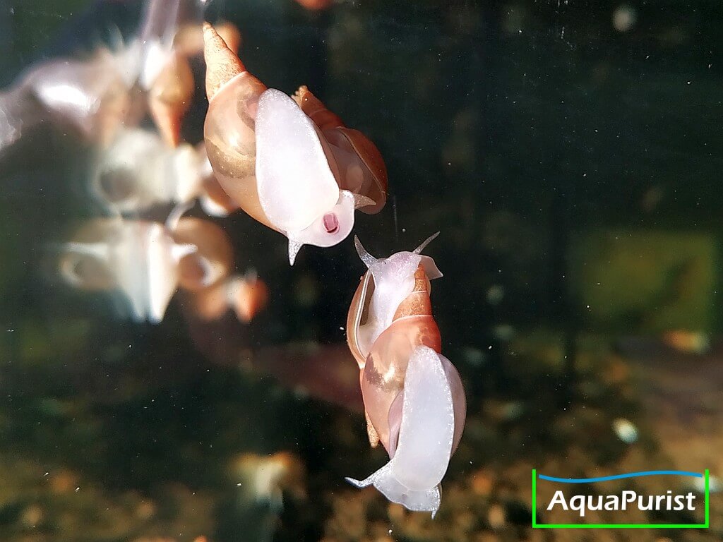 Spitzschlammschnecken mit hellen Körpern an der Aquarienscheibe