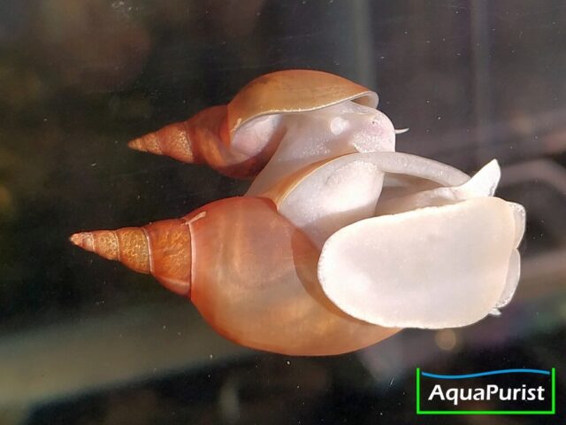 Spitzschlammschnecken mit hellen Körpern an der Aquarienscheibe