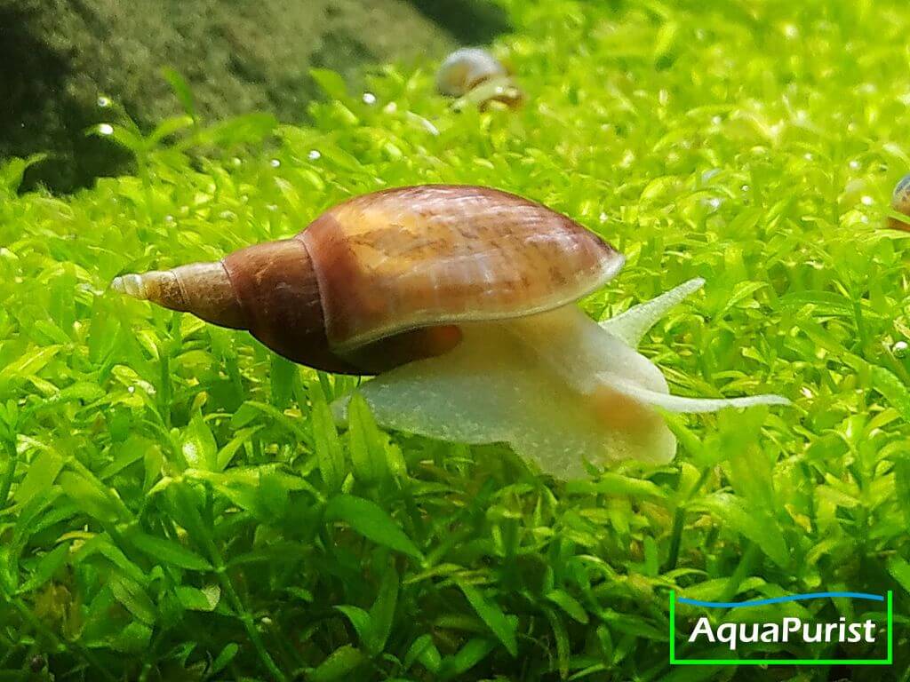 Spitzschlammschnecke auf einer grünen Wasserpflanze