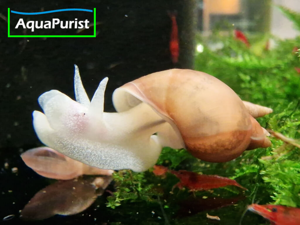 Yoda Spitzschlamm Schnecke Lymnaea stagnalis