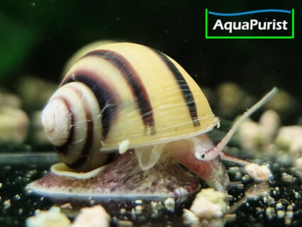 Zebra Apfelschnecke (Asolene spixi)