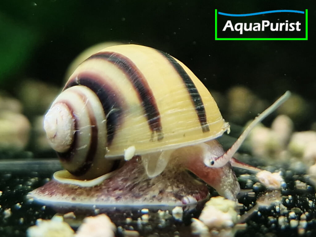 Zebra Apfelschnecke (Asolene spixi)