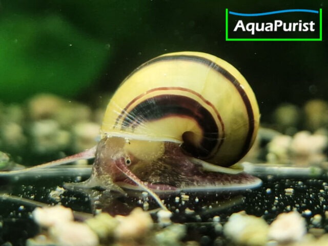 Zebra Apfelschnecke (Asolene spixi)