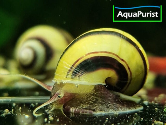 Zebra Apfelschnecke (Asolene spixi)
