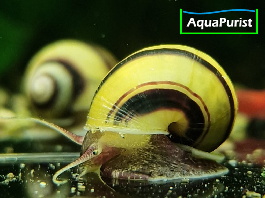 Zebra Apfelschnecke (Asolene spixi)