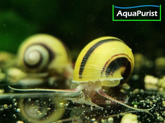 Zebra Apfelschnecke (Asolene spixi)