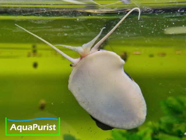 Zebra Apfelschnecke (Asolene spixi)