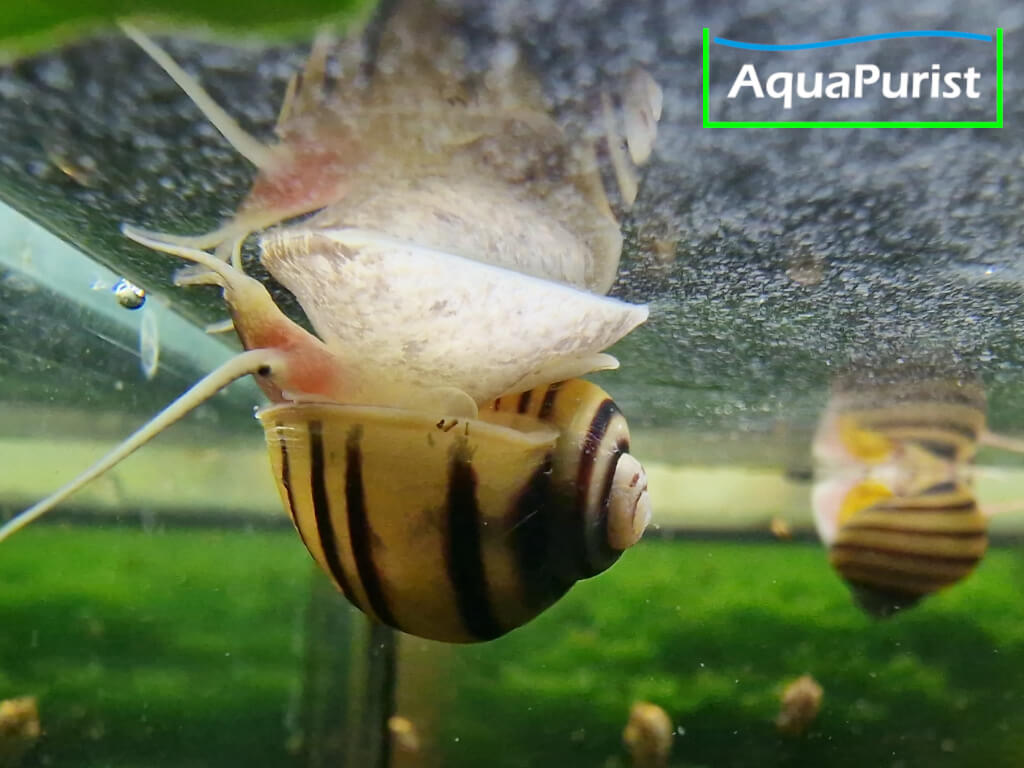 Zebra Apfelschnecke (Asolene spixi)