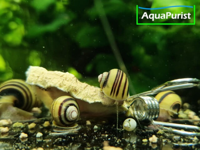 Zebra Apfelschnecke (Asolene spixi)
