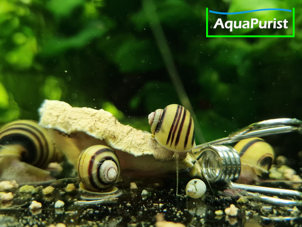 Zebra Apfelschnecke (Asolene spixi)