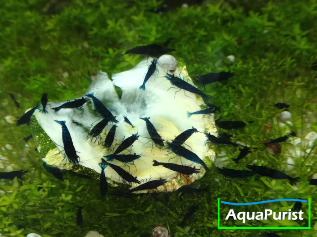 Zucchini Scheiben 6 Garnelen und Schnecken an einer Zucchinischeibe im Aquarium