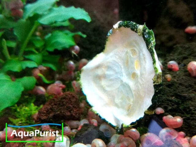 Zucchini Scheiben 7 Garnelen und Schnecken an einer Zucchinischeibe im Aquarium