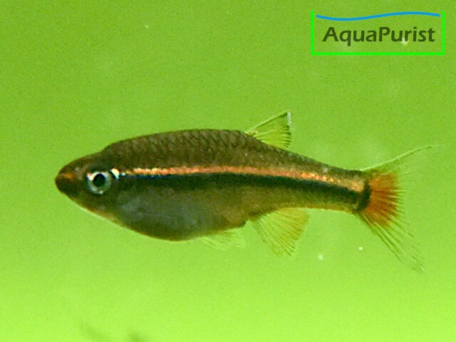 Vietnamesischer Kardinalfisch (Tanichthys micagemmae) - Ben Hai River