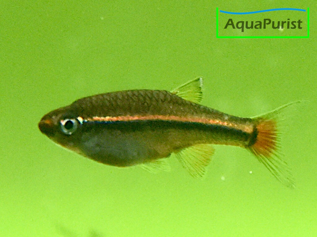 Vietnamesischer Kardinalfisch (Tanichthys micagemmae) - Ben Hai River