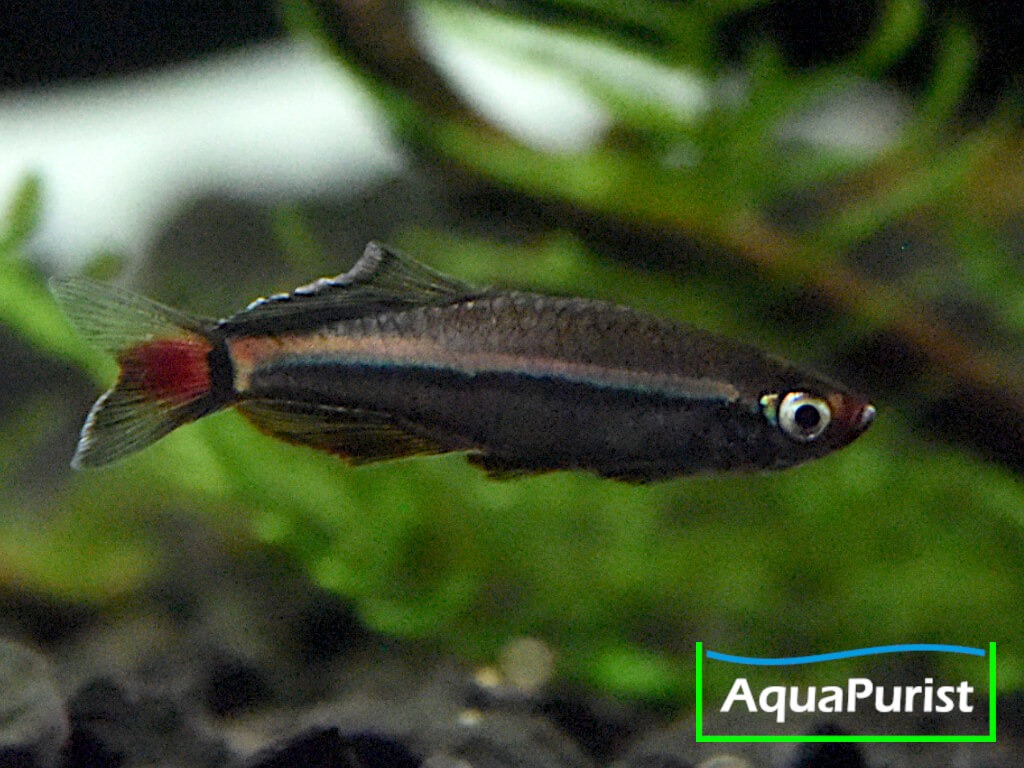 Vietnamesischer Kardinalfisch (Tanichthys micagemmae) - Ben Hai River