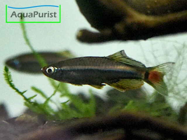 Vietnamesischer Kardinalfisch (Tanichthys micagemmae) - Ben Hai River