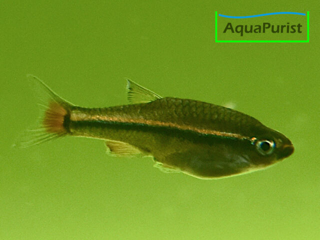 Vietnamesischer Kardinalfisch (Tanichthys micagemmae) - Ben Hai River