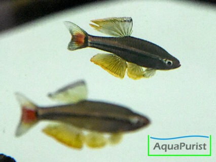 Vietnamesischer Kardinalfisch (Tanichthys micagemmae) - Ben Hai River