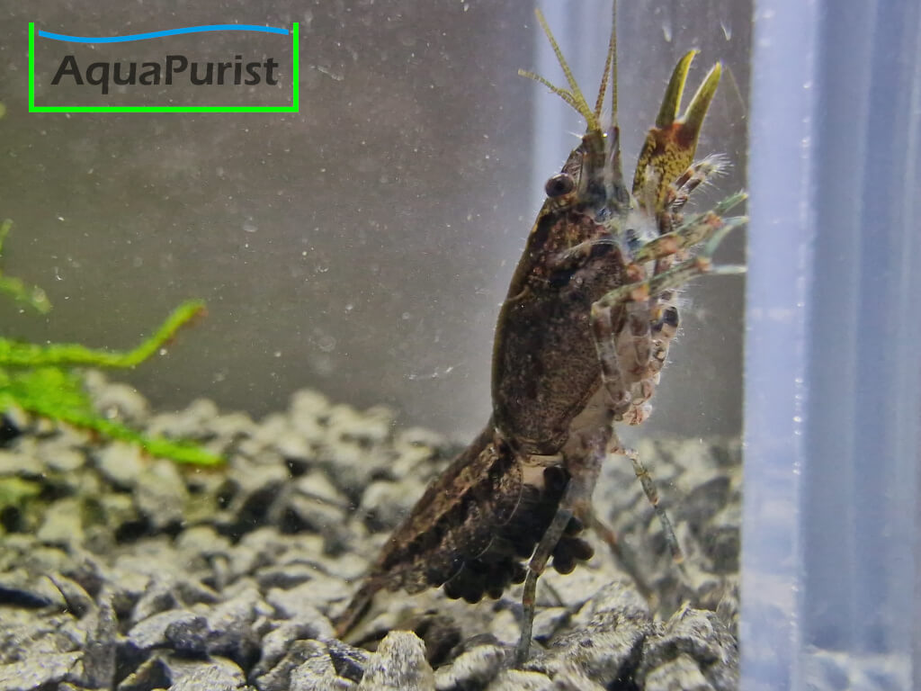 Cambarellus diminutus, Kleinster Zwergflusskrebs