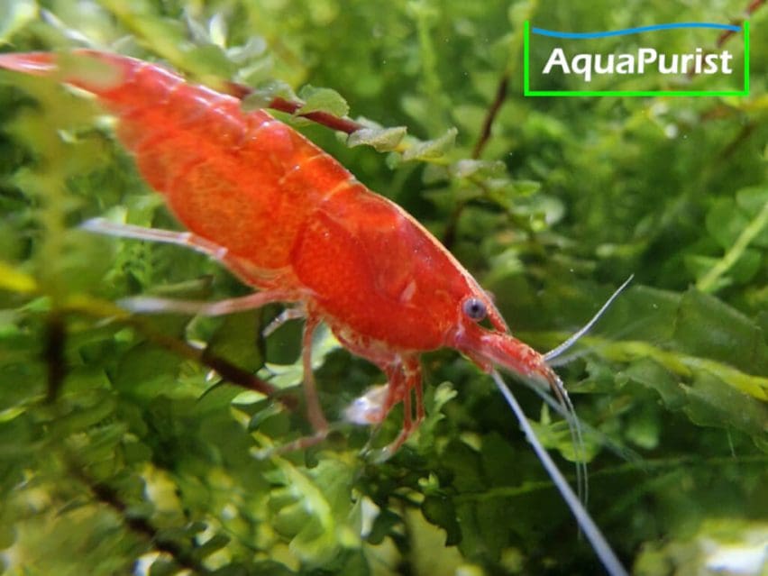 10 Gamberi Bloody Mary Neocaridina Davidi - Colore Rosso Intenso, Allevati In Francia, Per Acquario Acqua Dolce