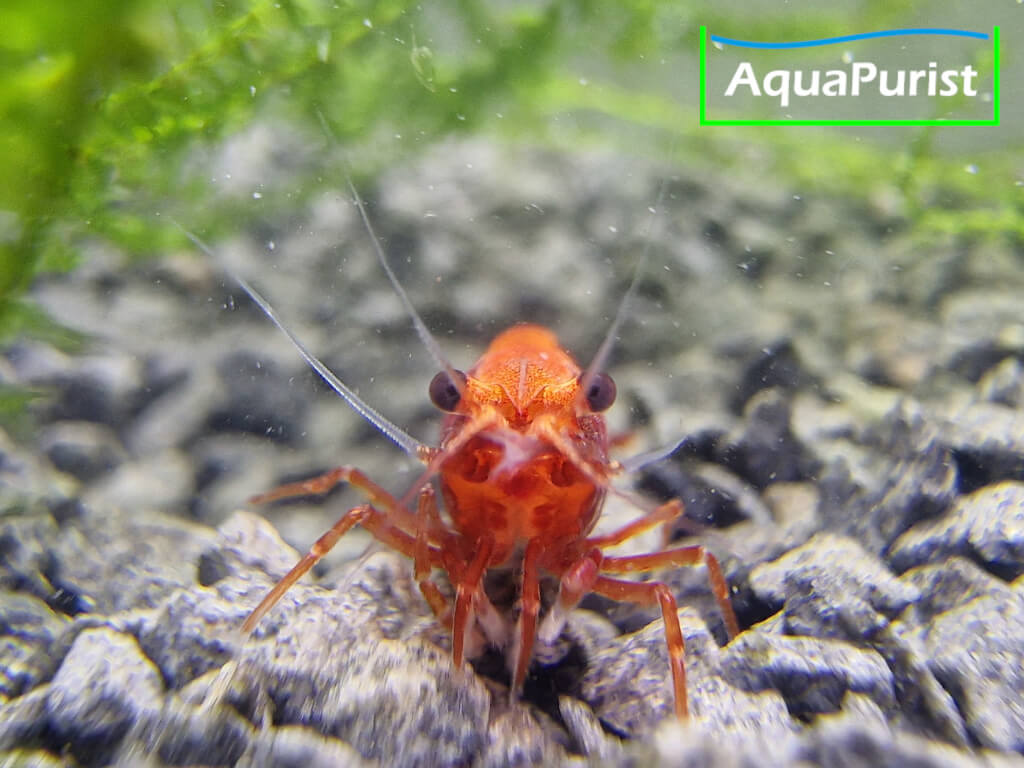 Bloody Mary True Neon Garnele (Neocaridina davidi)