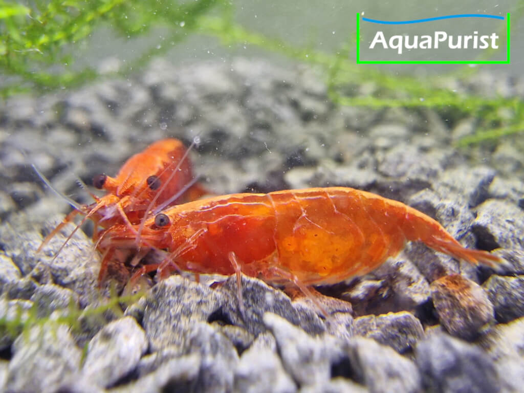 Bloody Mary True Neon Garnele (Neocaridina davidi)